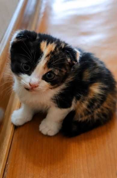Котята породистые