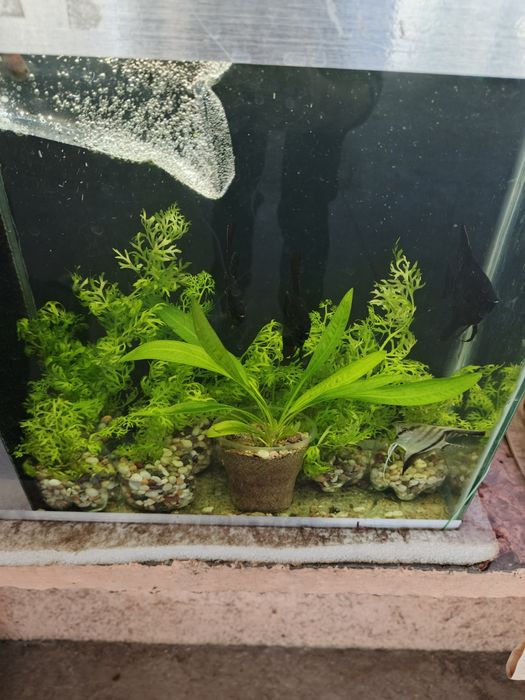 Аквариумные растения!