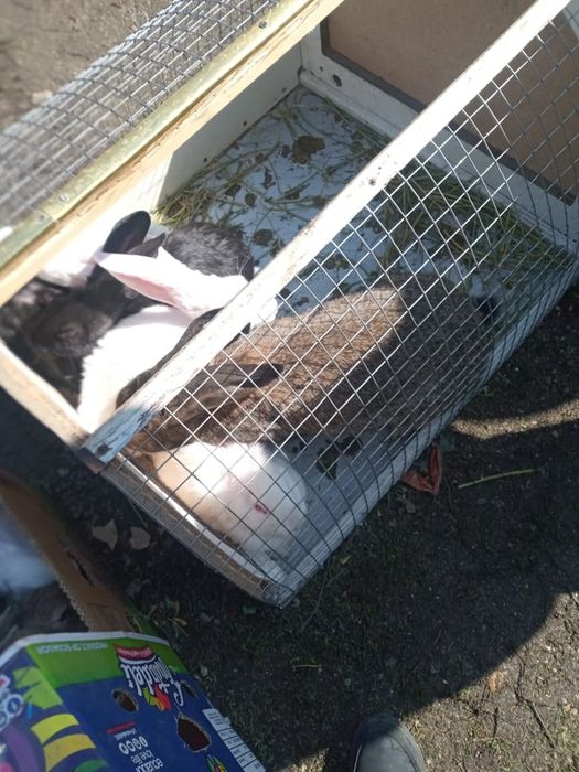 Продам кроликов. Фландеры