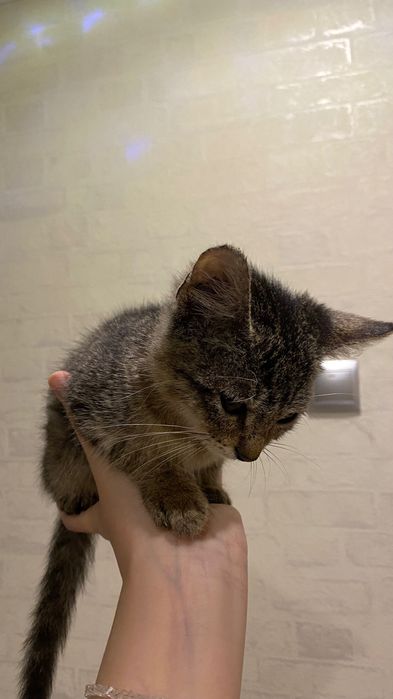 Котенок мальчик маленький