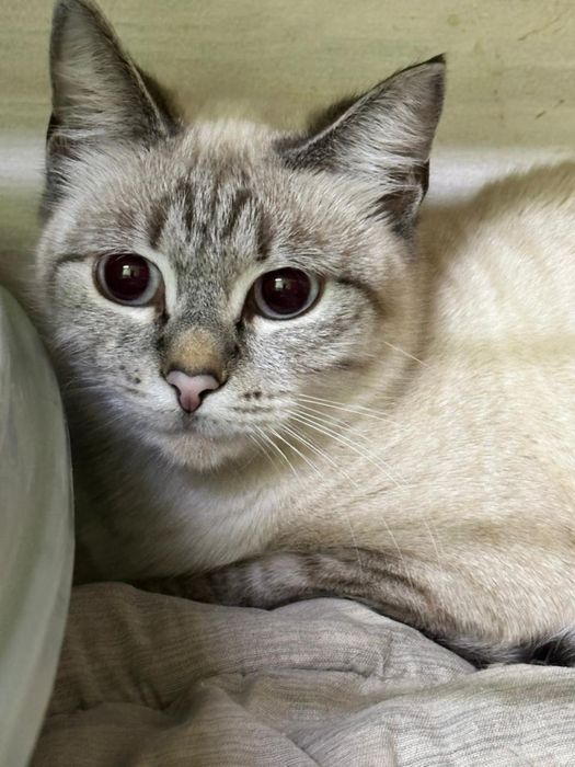 Кошечка Симка в добрые руки