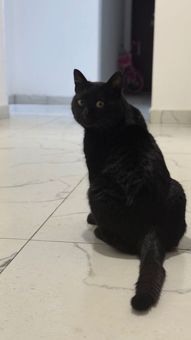 Котик ищет дом и хозяев