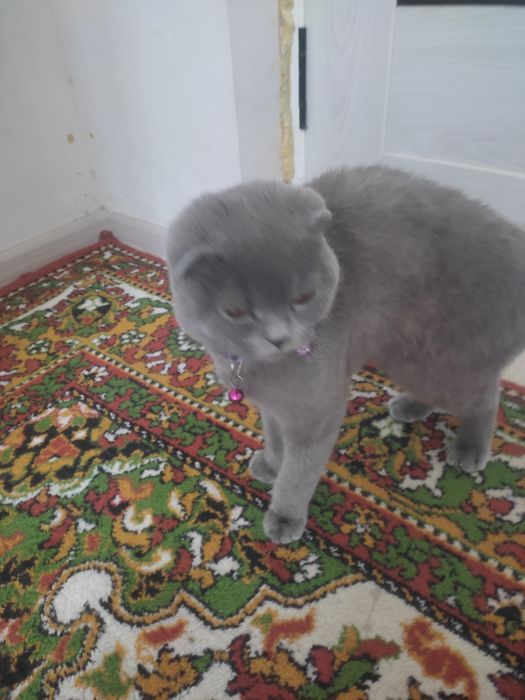 Shatlaniskiy mushuk 7oy