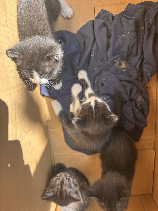 Котята в добрые руки