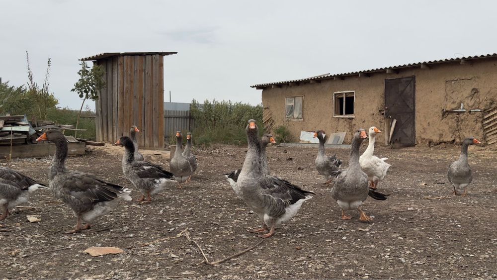 Продам Гусей 4месячные