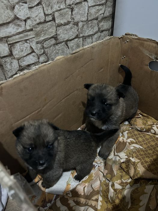 Продам щенят два мальчика