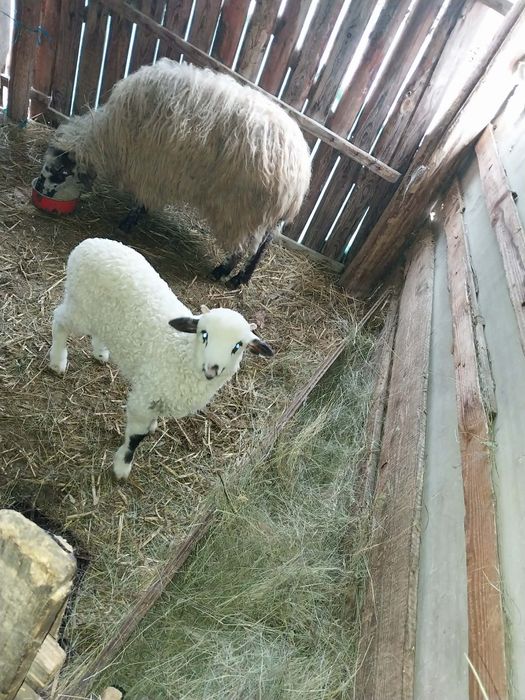 Vând 2 oi cu miel langa ele
