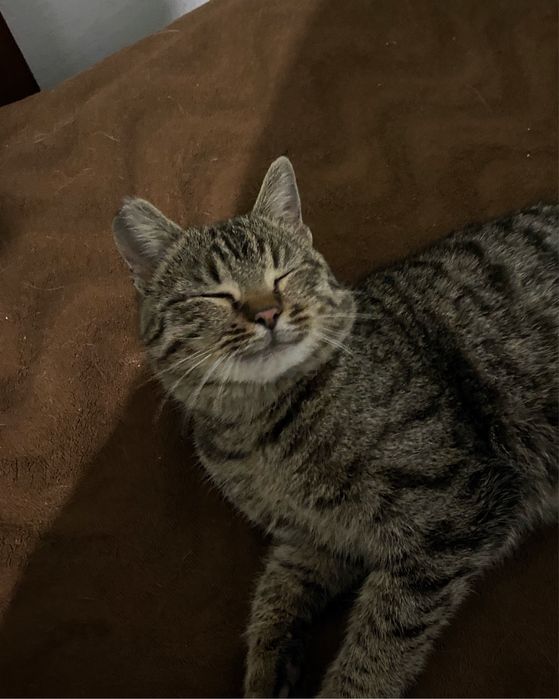 Отдам в добрые руки Котика