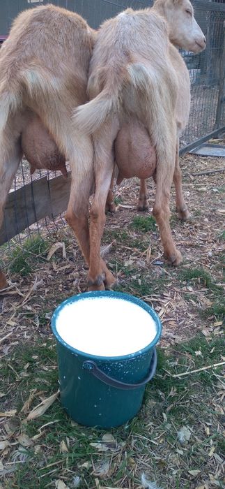 Două capre de vânzare