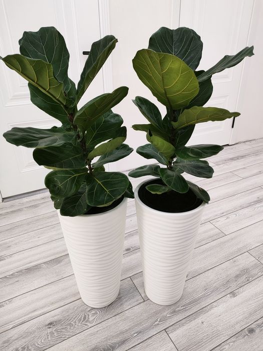 растения, цветы, доставка