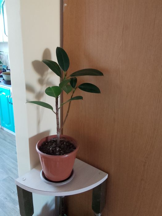 Цветы  комнатные