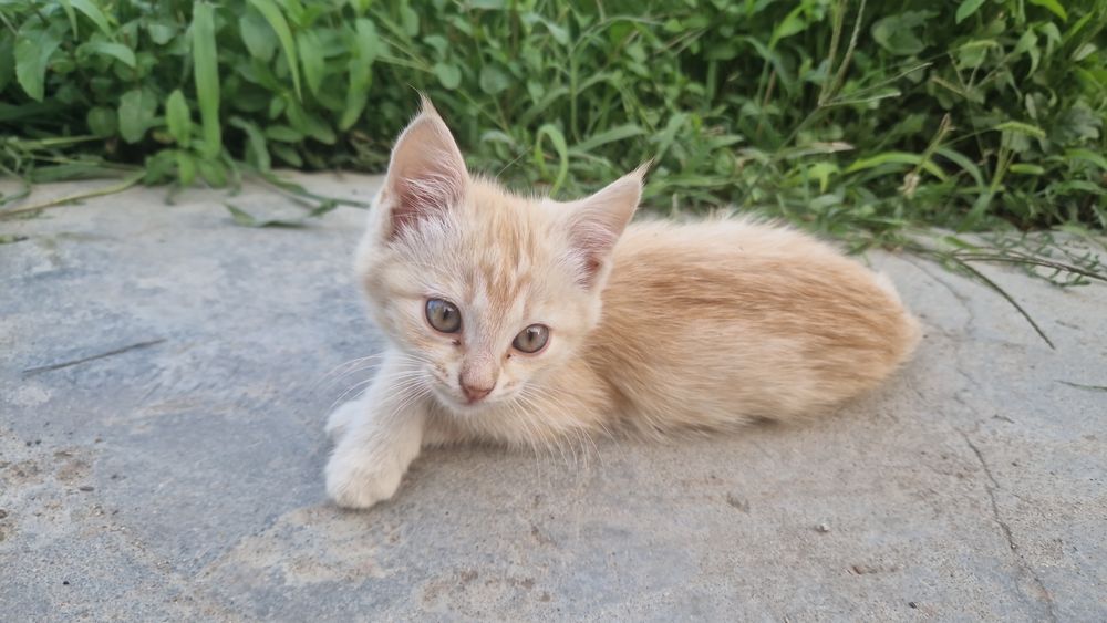 котята бесплатно