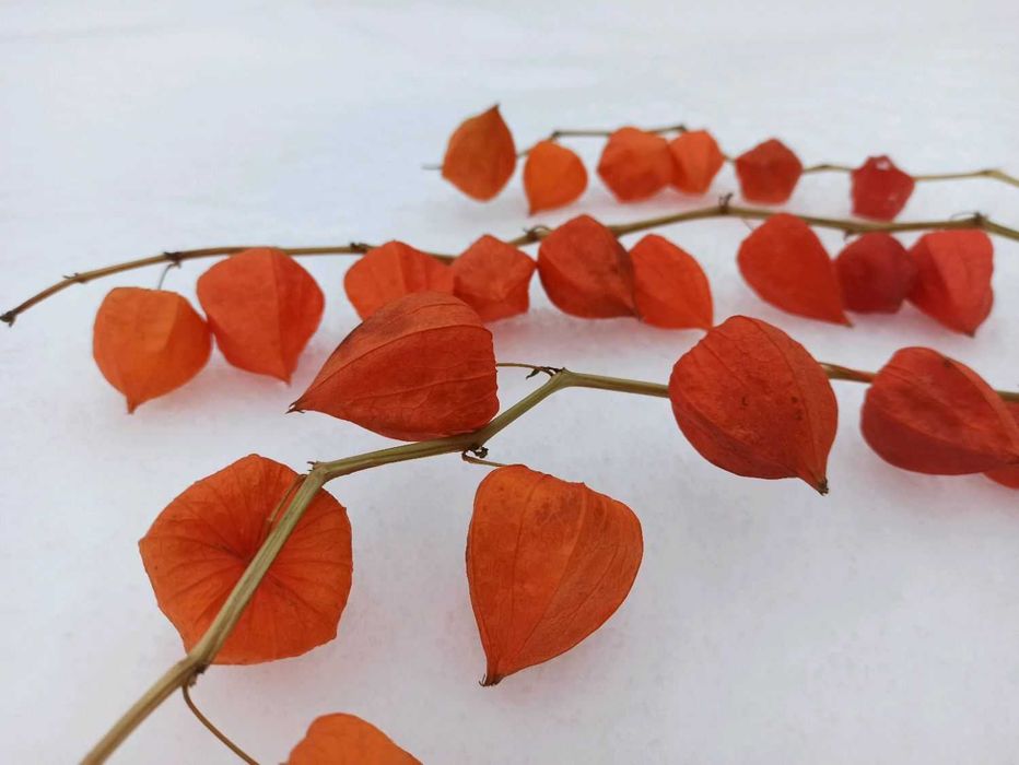 Физалис сухоцвет этого года. Сухоцвет Осень