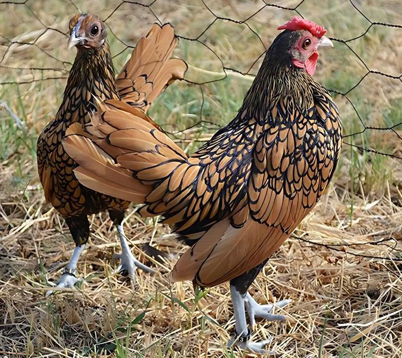 De Vanzare Gaini Sebright