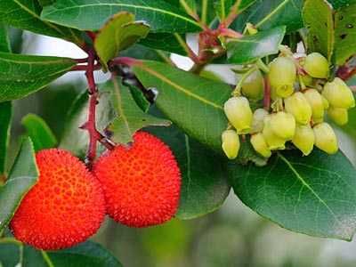 Ягодово дърво - Арбутус