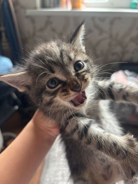 Отдам котят в хорошие руки