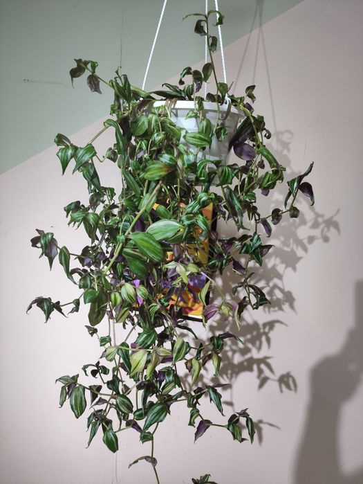 Комнатные цветы( 1.5 года)