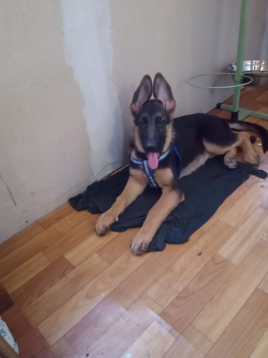 Щенки восточно европейской овчарки