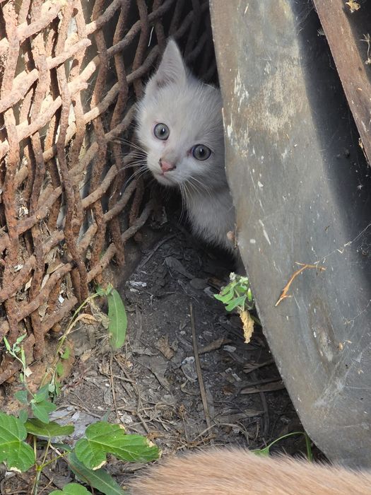Котята без породистые