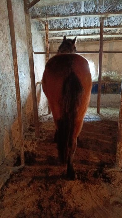 Құнан айғыр сатылады