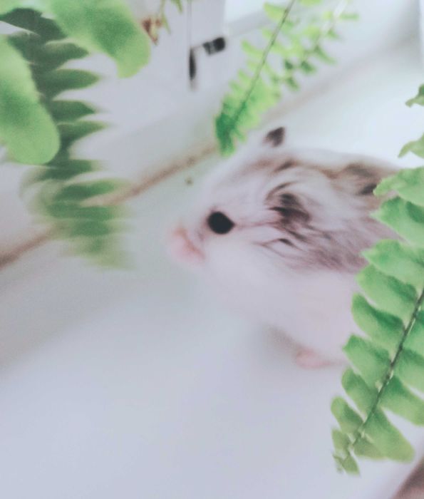 Hamsteri albi foarte deosebiți și cuminți micuți și cuminți