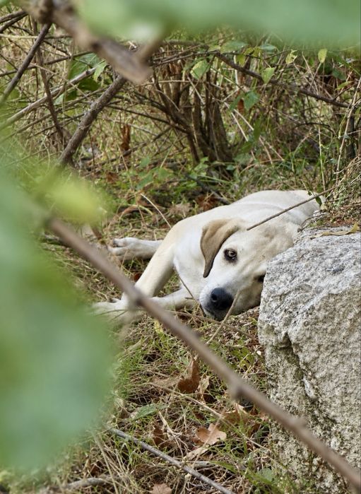 Catei talie medie-mare pt adoptie