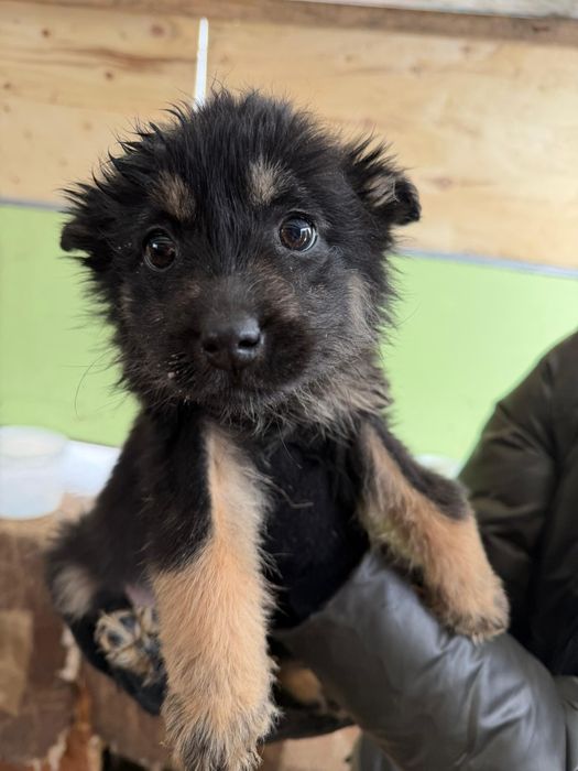 Дарю щенят.     .