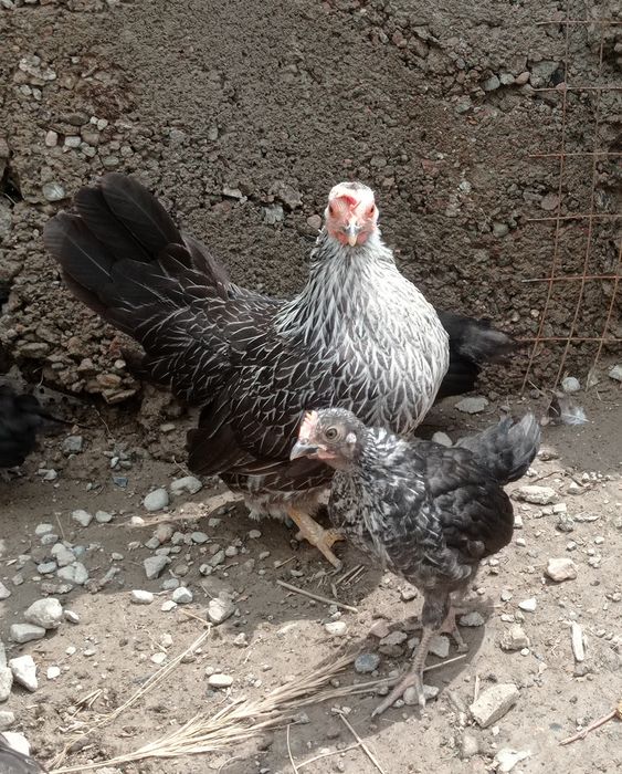 Куры  Шабо чистопородные, 5-7 мес, ,доставка