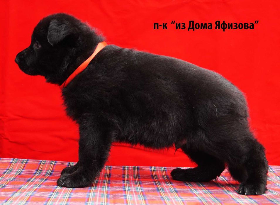 Щенки Немецкой овчарки   с документами .