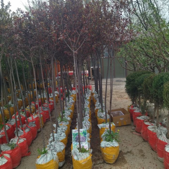 Яблоня черешня груша