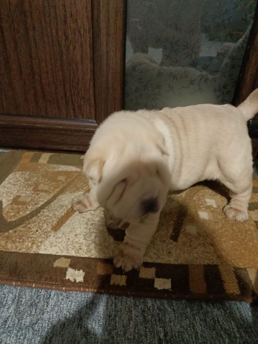Sharpei dragalasi
