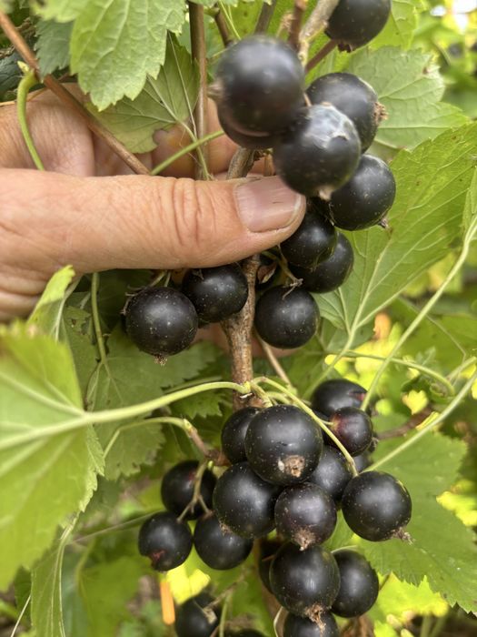 Дача Дачный участок Гудок