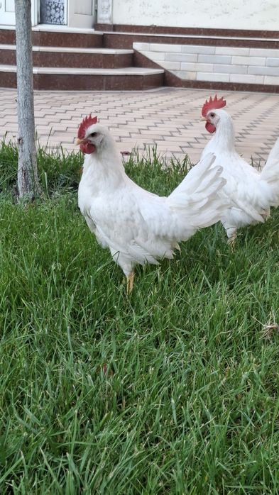 Leggorn xoʻrozlari 2 oylik qichqirdi