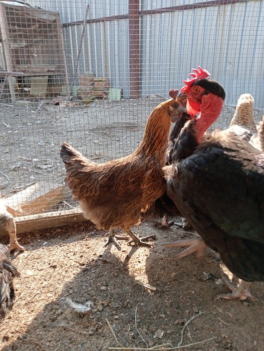 Продам куры домашние
