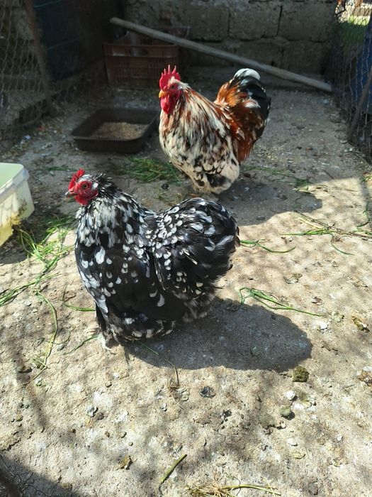 Vand o pereche de cocchina pitic