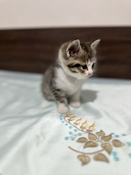 Отдам котят в добрые руки