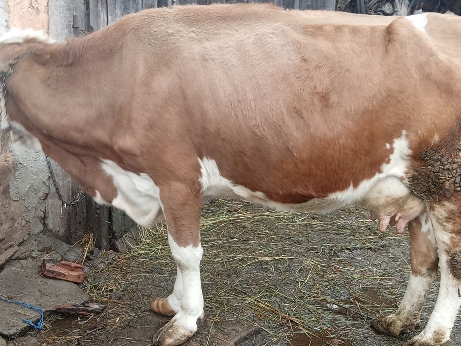 Vând vaca cu vițel