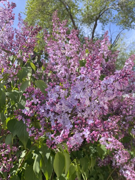 Сирень сатылады