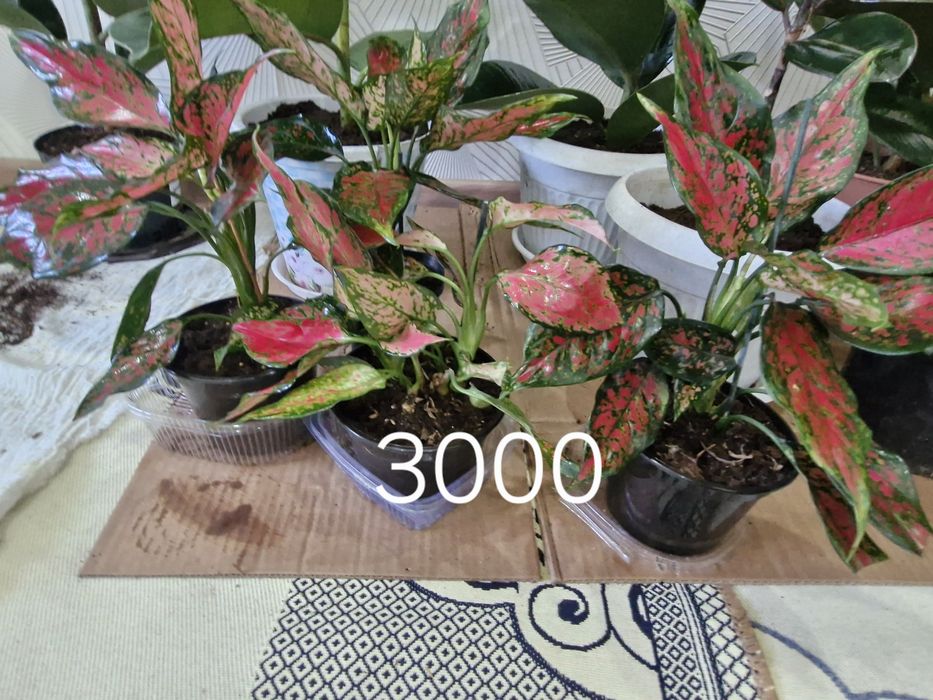 Уй гұлдері арзан багада