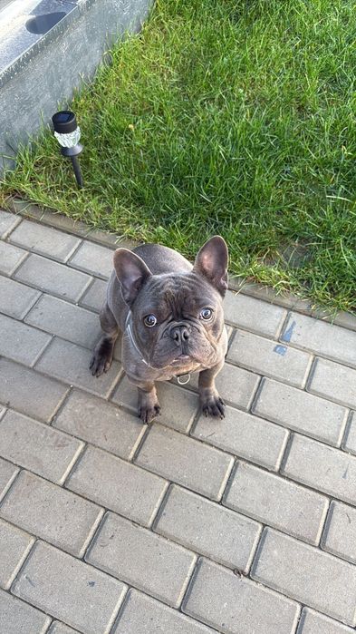 Buldog Francez Baiat