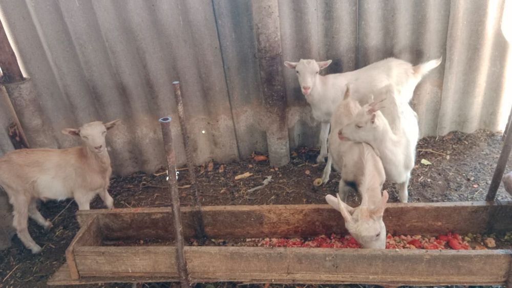 Лактар токтыга вариант бар