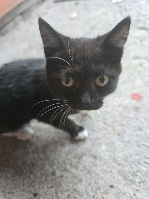 Отдам котят в добрые ручки