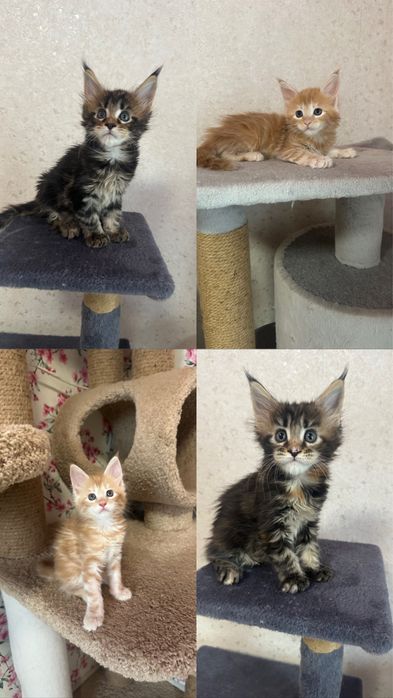 питомник&породистых&котят&