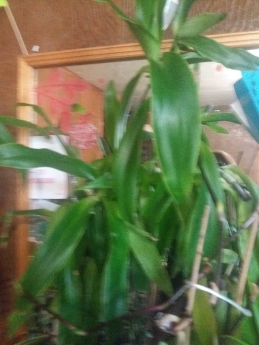 Золотой ус продам