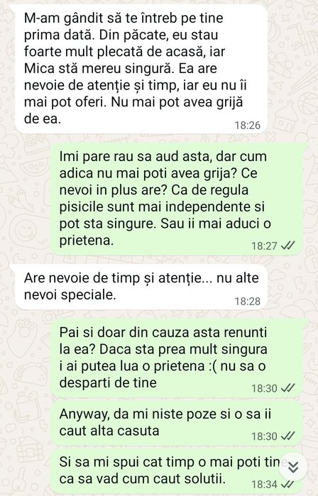 Mica pisica cauta familie pe bune