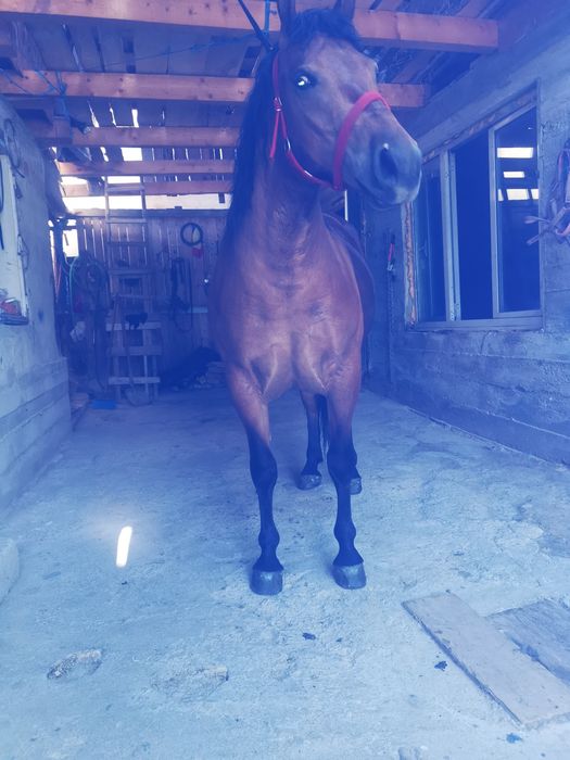 vând manza de 2 ani