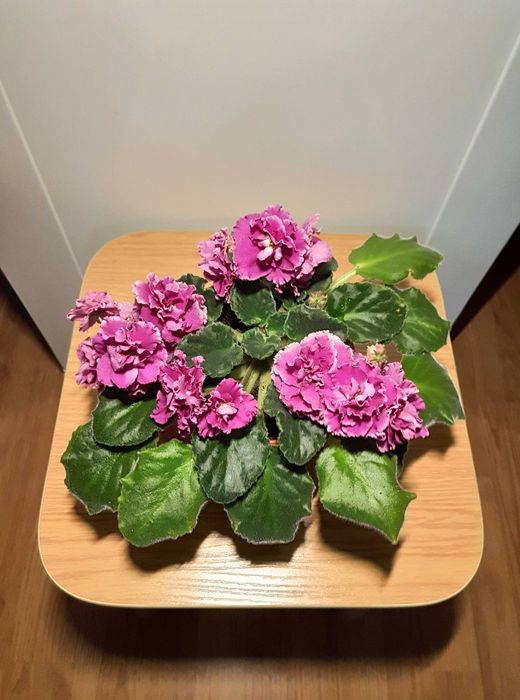 Фиалка сортовая выставочная.