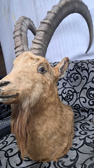 Чучело Горного козла