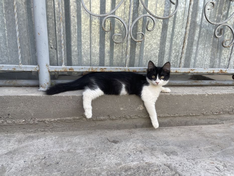 Малыши в хорошие руки