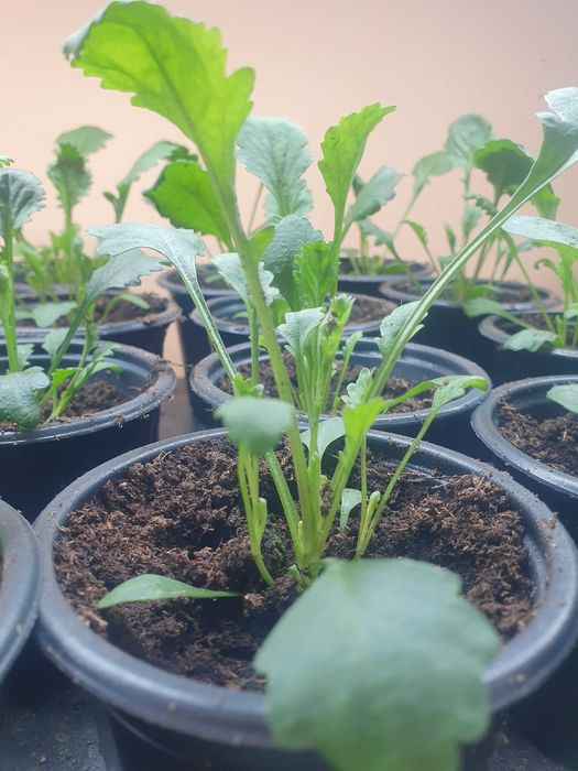 Студоустойчиви  многогодишни цветя